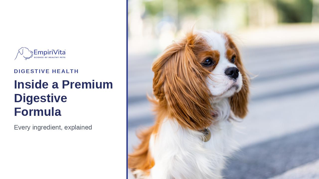 Understanding the Ingredients in a Premium Canine Digestive Supplement — EmpiriVita
