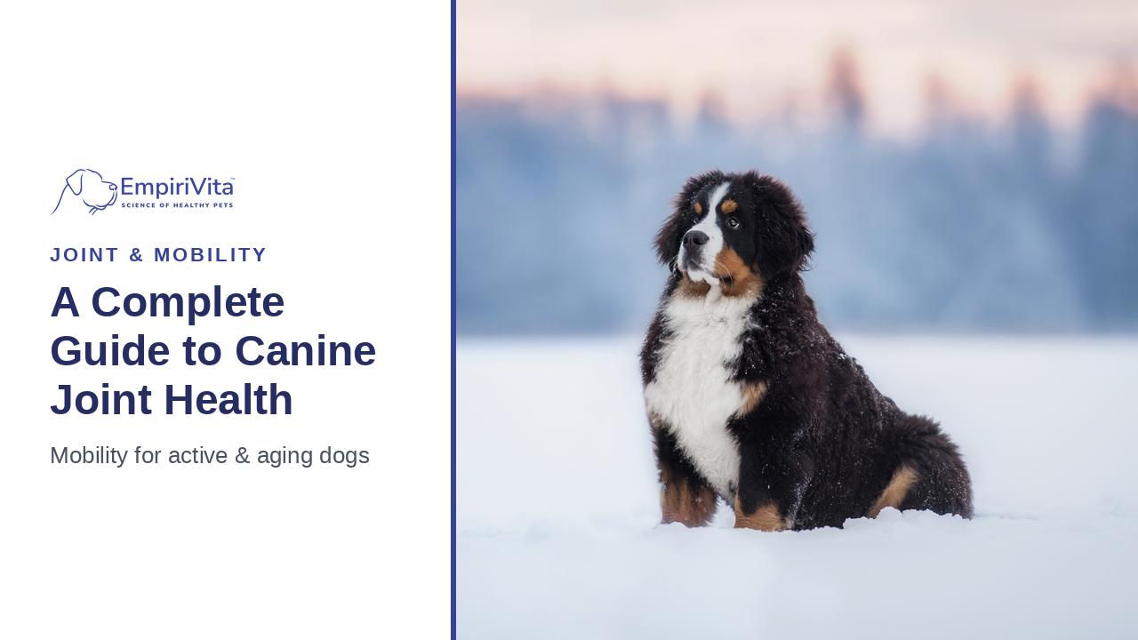 A Complete Guide to Your Dog's Joint Health and Mobility — EmpiriVita