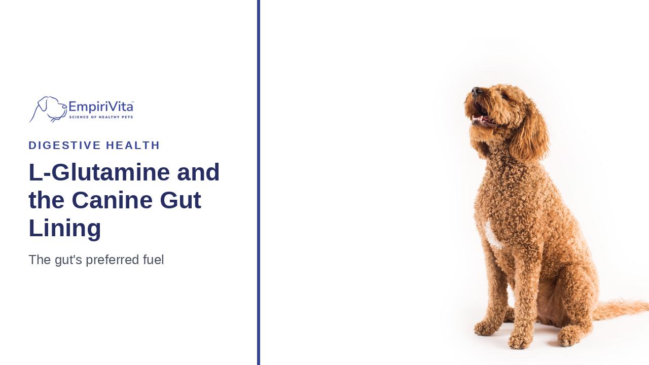 L-Glutamine for Dogs: How It Supports the Gut Lining — EmpiriVita