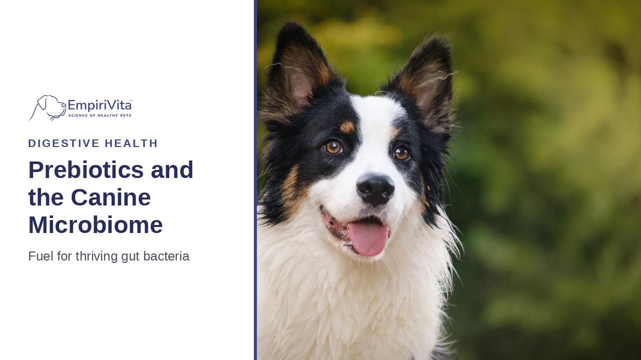Prebiotics for Dogs: How Prebiotic Fiber (PHGG) Supports Gut Health — EmpiriVita