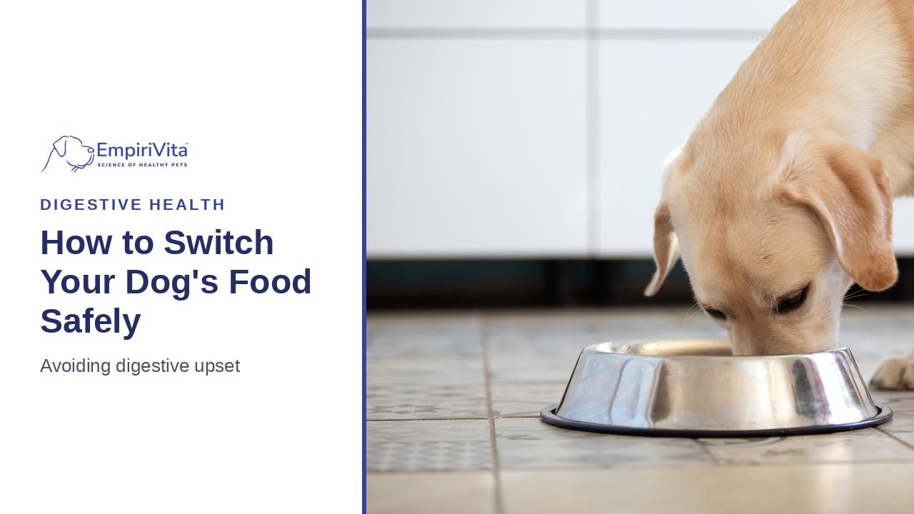 How to Switch Your Dog's Food Without Upsetting Their Stomach — EmpiriVita