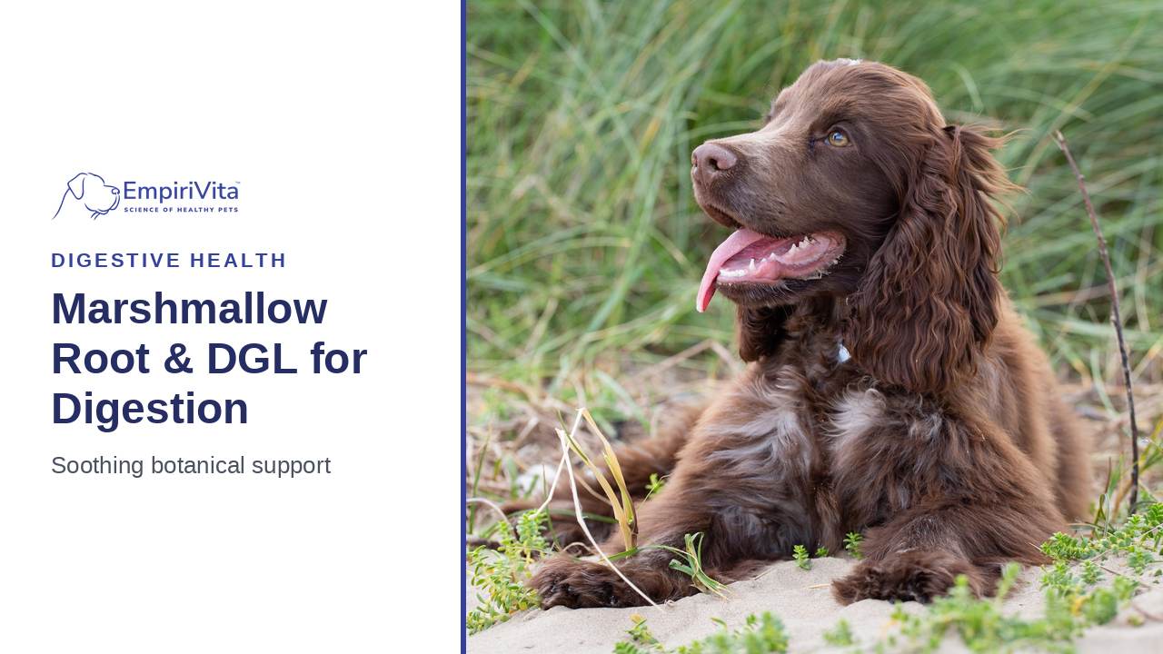 Marshmallow Root and DGL for Dogs: Soothing Botanicals for Digestion — EmpiriVita
