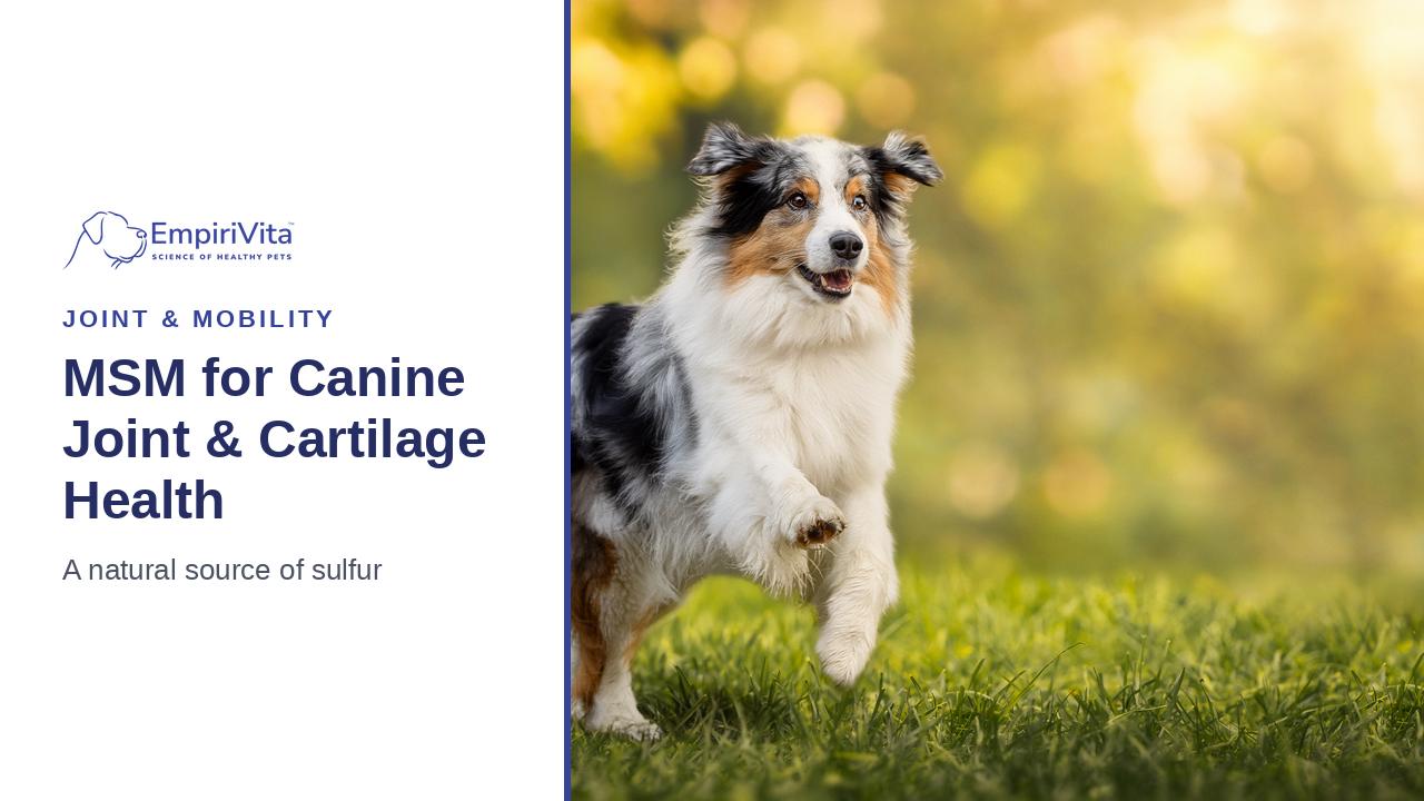 MSM for Dogs: How Sulfur Supports Healthy Cartilage — EmpiriVita