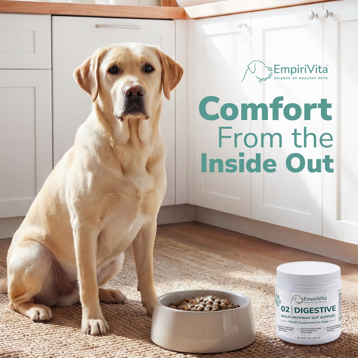 Labrador sitting by food bowl in kitchen with EmpiriVita 02 Digestive jar, supporting comfort from the inside out.