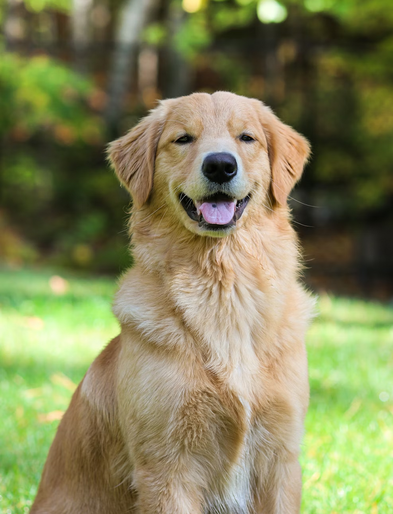 Golden retriever sitting outdoors with a blurred green background