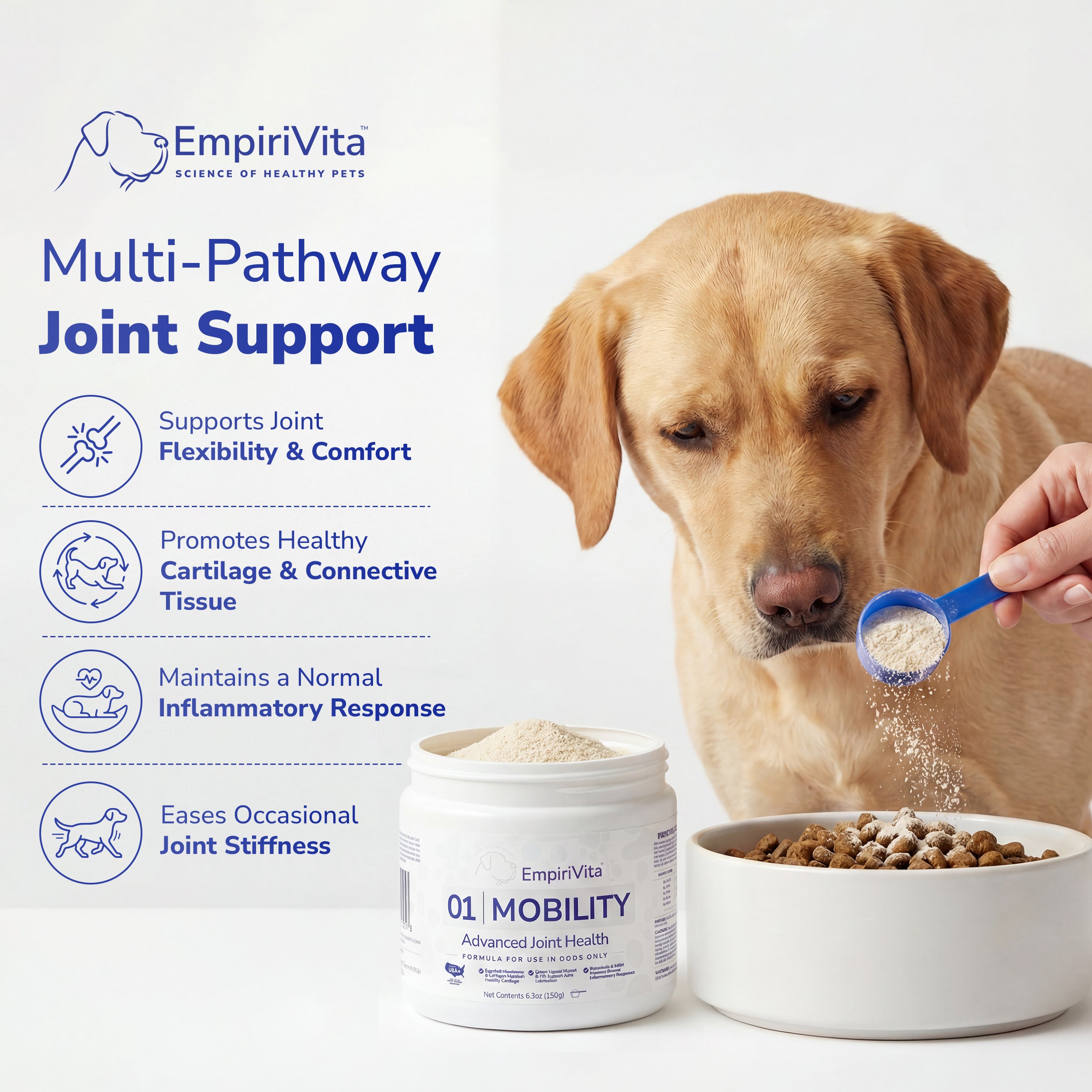 Labrador eating food with EmpiriVita 01 Mobility scoop added, multi-pathway joint flexibility and comfort support