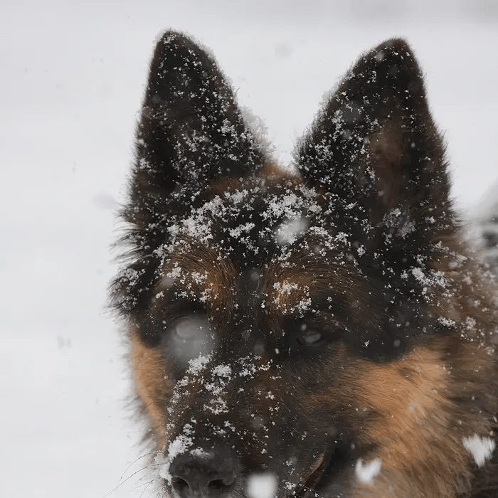empirivita-our-dogs-in-the-snow-and-playing