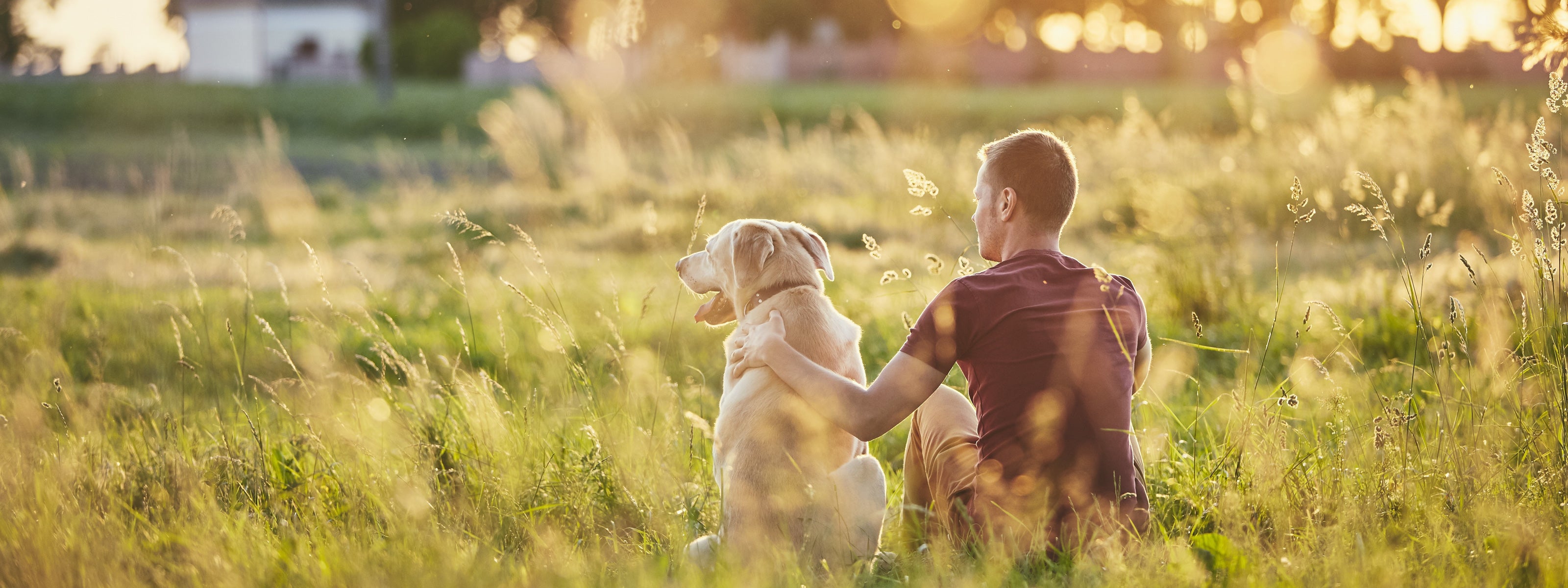 Man sitting in a sunlit meadow with his arm around a Labrador, supporting an active life with healthy mobility