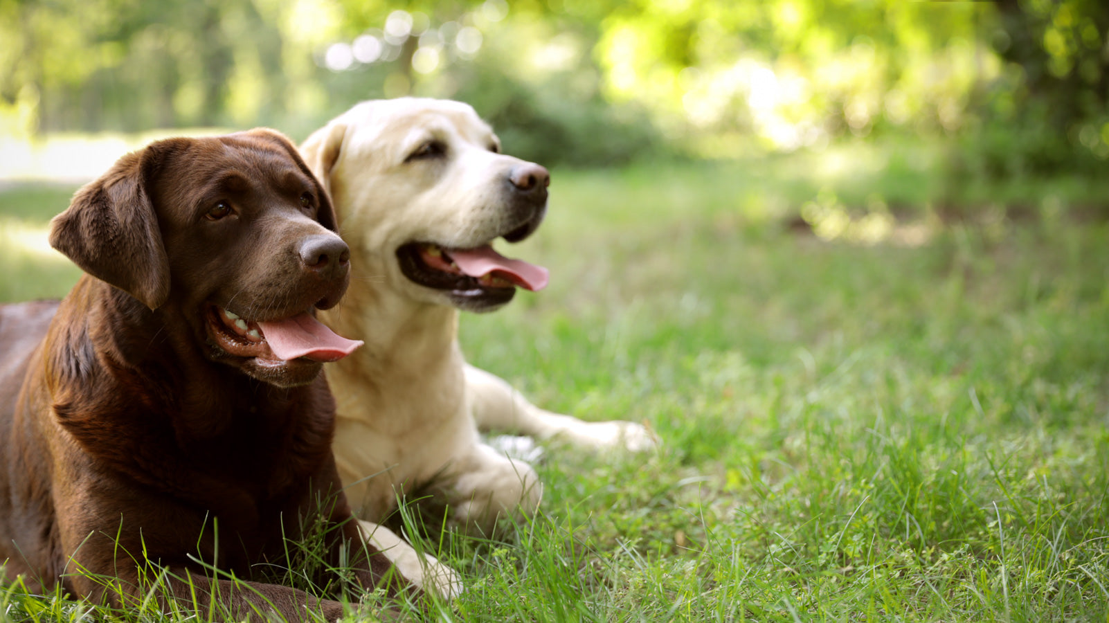 Chocolate and yellow Labradors relaxing side by side on a lawn, EmpiriVita supports joint comfort and mobility